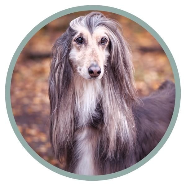 Afghan Hound Coat Colors nose color stripe