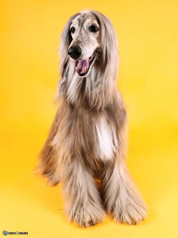 Afghan Hound Coat Colors oyster brindle 2