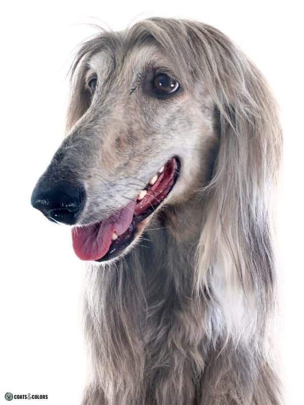 Afghan Hound Coat Colors oyster domino