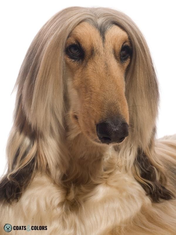 Afghan Hound Coat Colors sable without mask