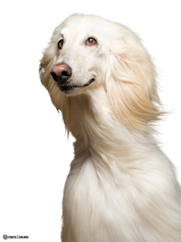 Afghan Hound Coat Colors solid cream snow nose