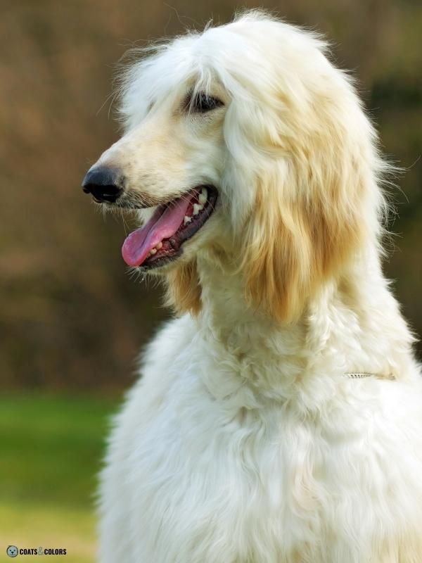Afghan Hound Coat Colors solid cream