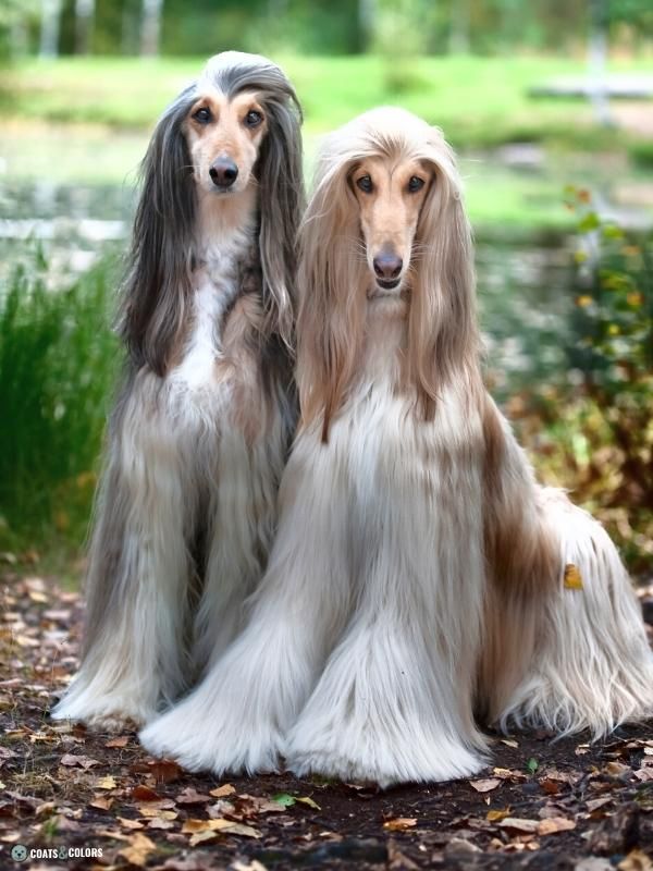 Afghan Hound Coat Colors tanpoint domino 2