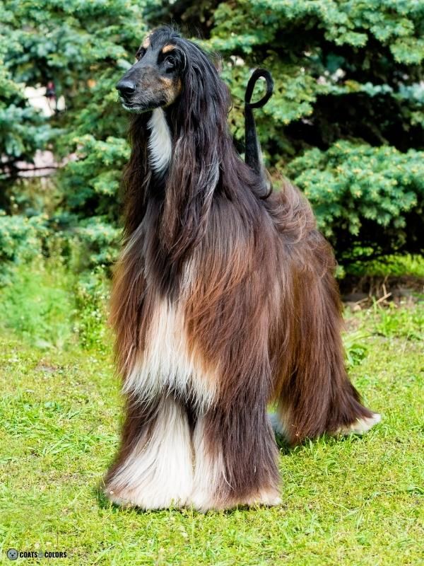 Afghan Hound Coat Colors tricolor