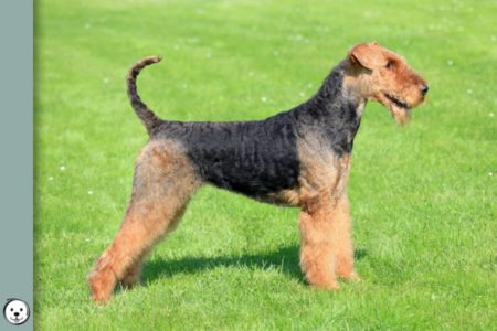 Airedale Terrier colors 900x600 1