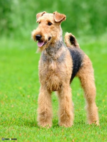 Airedale Terrier Coat Colors 