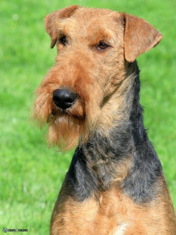 Airedale Terrier colors black saddle chest patch