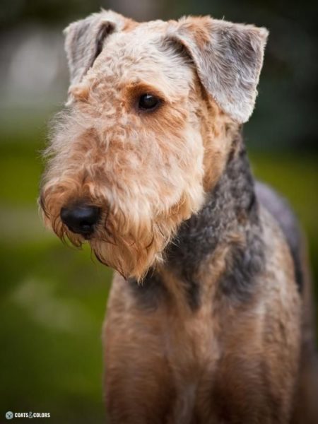 Airedale Terrier Coat Colors | Coats and Colors