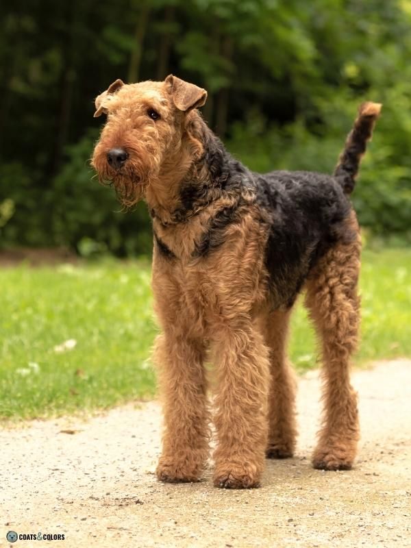 Airedale Terrier colors black saddle standing