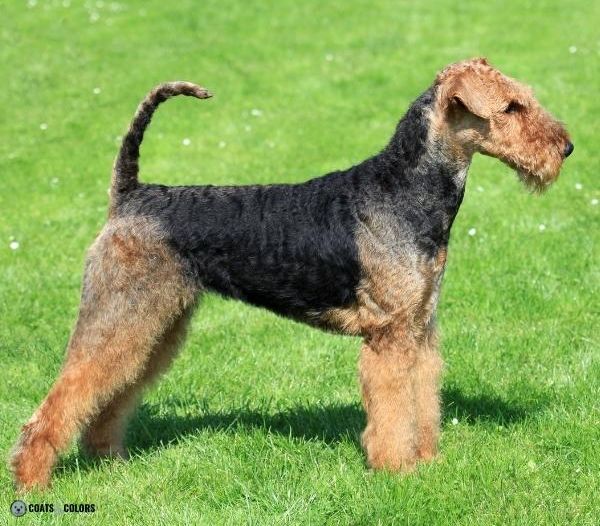 Airedale Terrier colors coat type 2