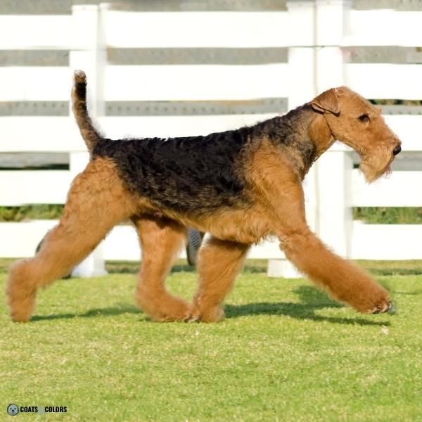 Airedale Terrier colors coat type