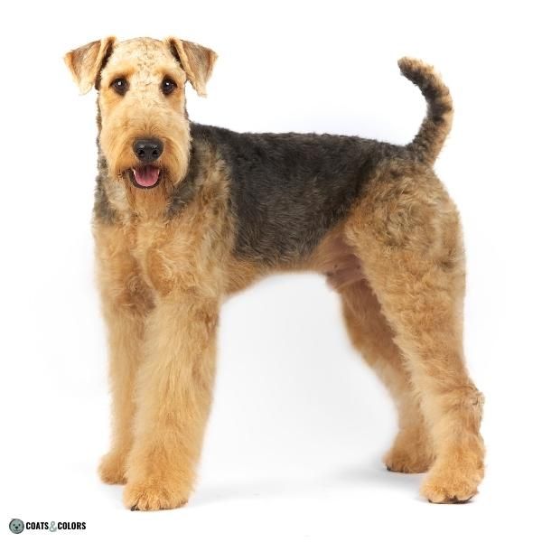 White best sale airedale dog