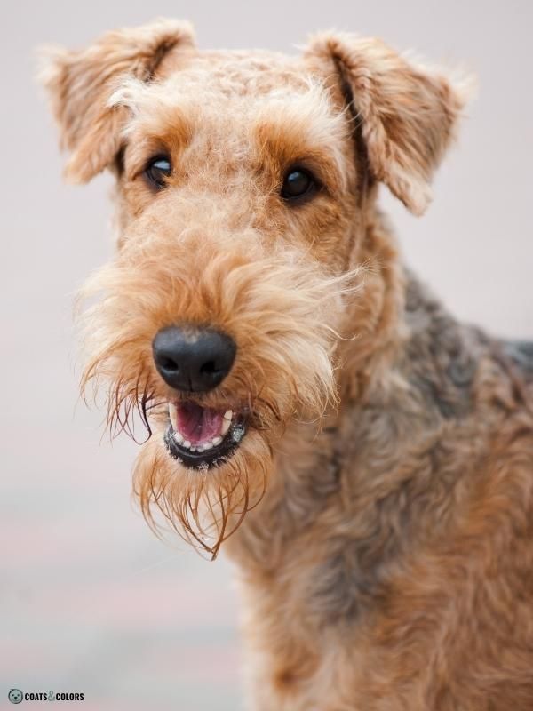 Red airedale hot sale terrier