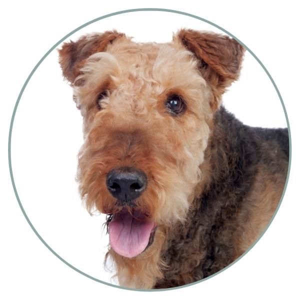 Airedale Terrier colors nose color