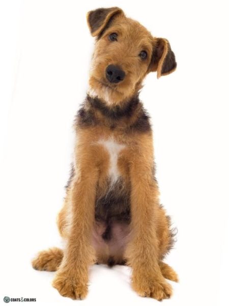 Airedale Terrier Coat Colors | Coats and Colors