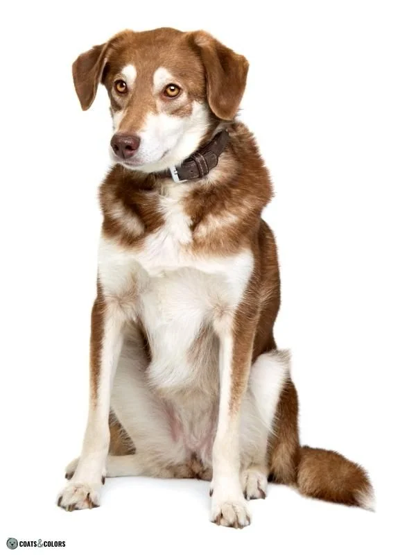 Countershading Lookalikes pale big markings
