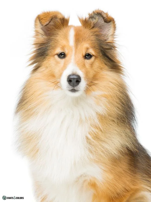 Countershading Lookalikes white markings