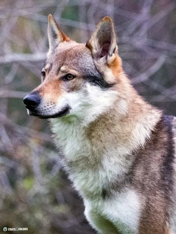 Countershading agouti Czechoslovakian Wolfdog