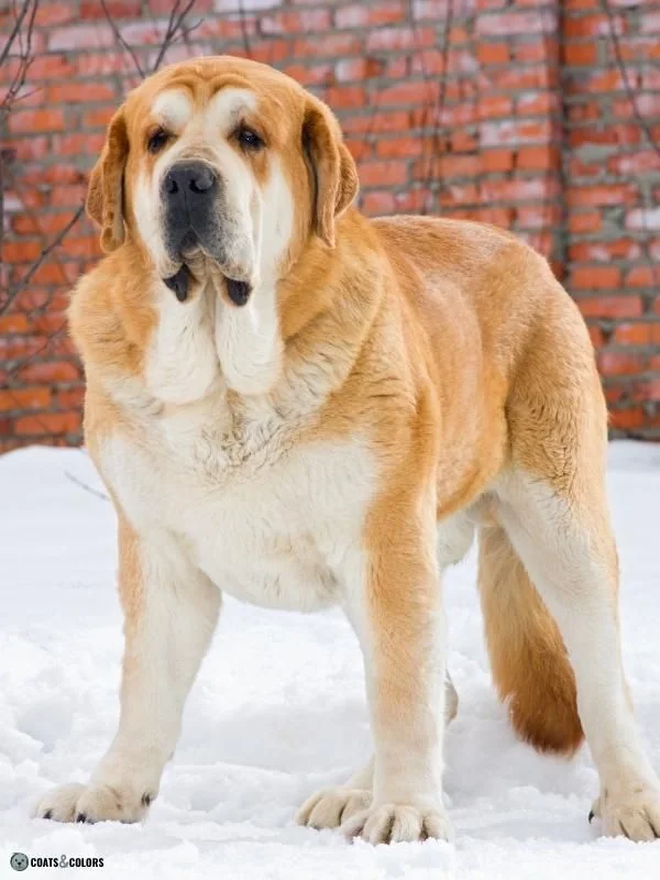 Countershading sable Spanish Mastiff