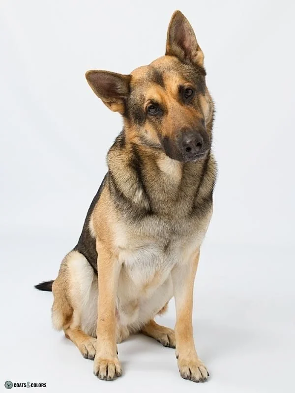 Countershading saddle GSD