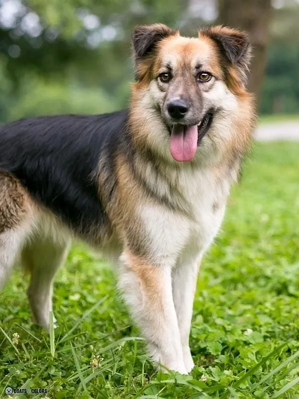 Countershading saddle