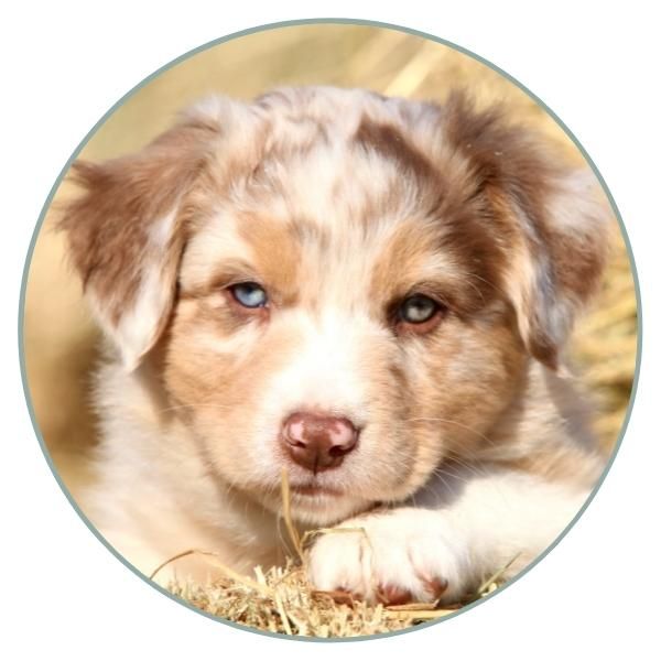 Dog Eye Colors Aussie puppy blue eye heterochromia