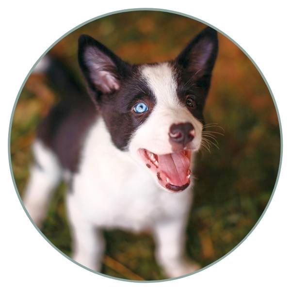 Dog Eye Colors BC puppy blue eye heterochromia