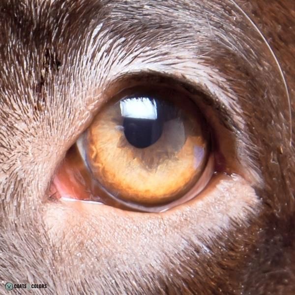 What Is The Rarest Dog Eye Color