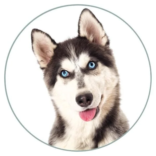 Dog Eye Colors blue 3