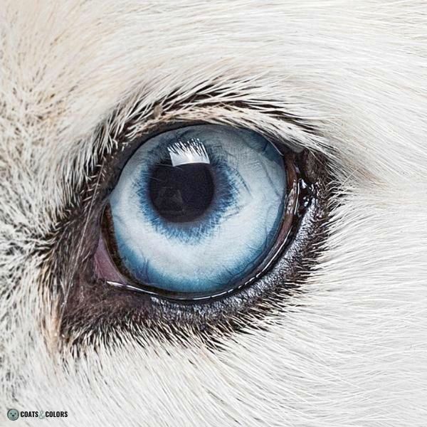 Dog Eye Colors bluey eye detaikl