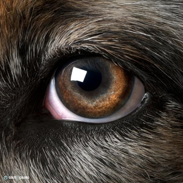 Dog Eye Colors brown detail