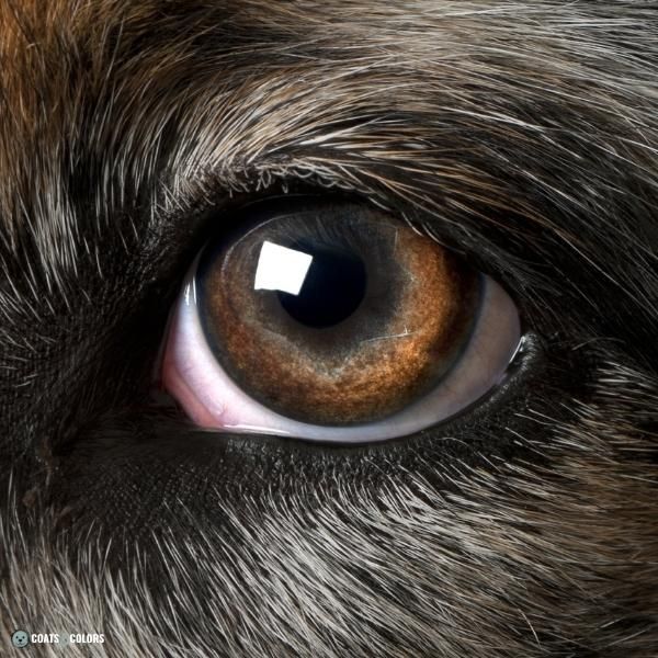 what is the rarest eye color for dogs