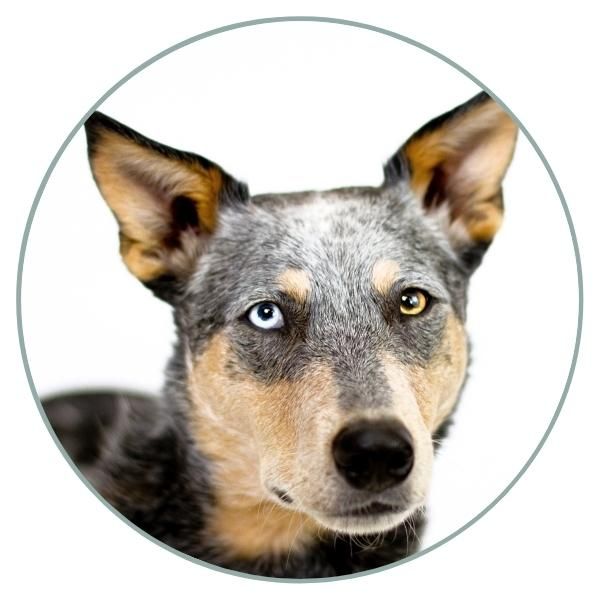 Dog Eye Colors complete heterochromia blue brown 8
