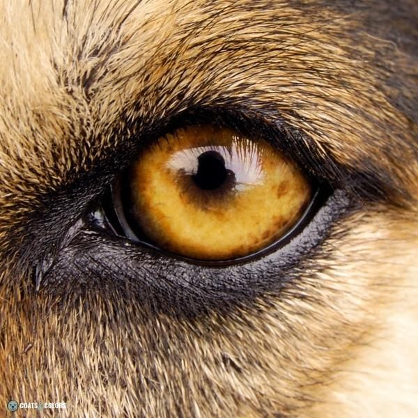 Dog Eye Colors detail yellow