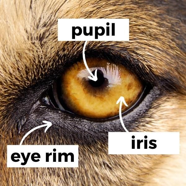 what is the rarest eye color for dogs