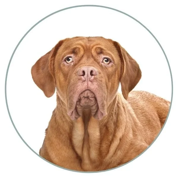 Dog Eye Colors light hazel 2