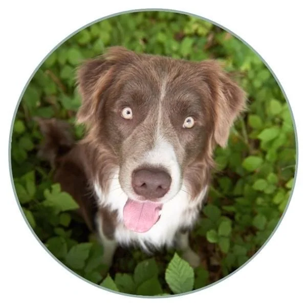Dog Eye Colors pale green 3