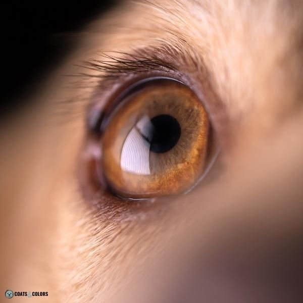 Dog Eye Colors pupil