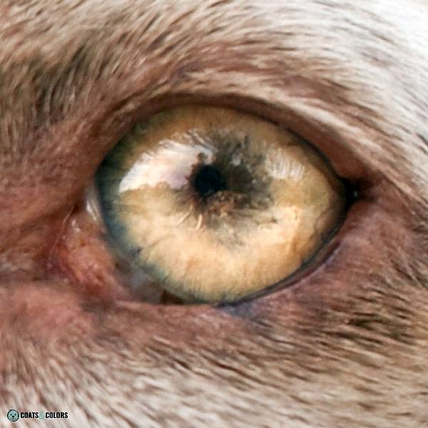 what dogs have light brown eyes