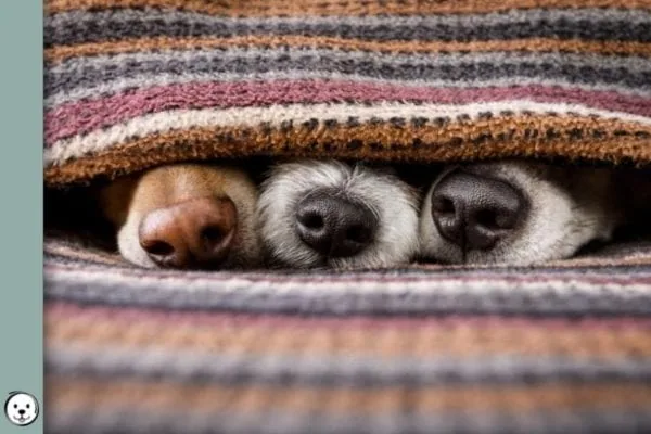 Dog Nose Color 900x600 1