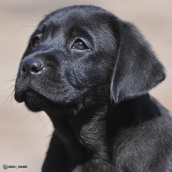 Dog Nose Colors black Labrador puppy
