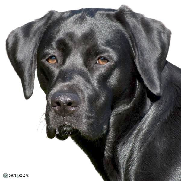 Dog Nose Colors black Labrador