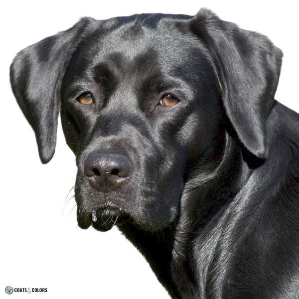 Long 2024 nose labrador