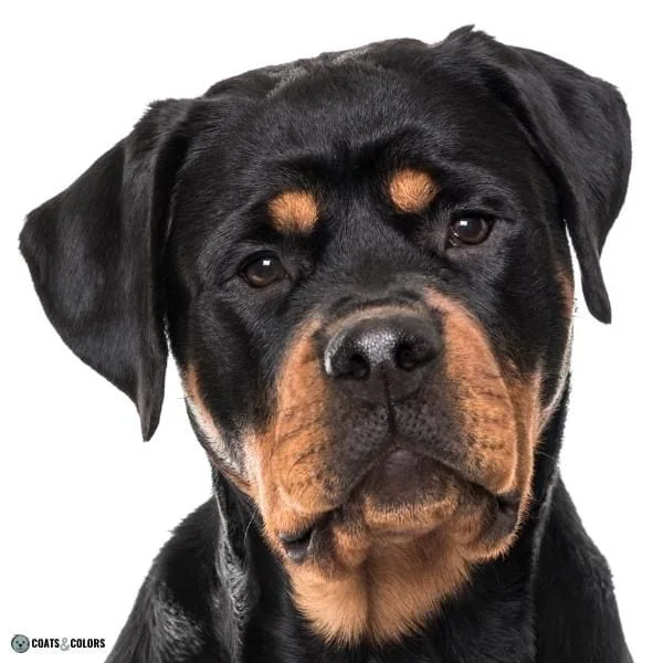 Dog Nose Colors black Rottweiler