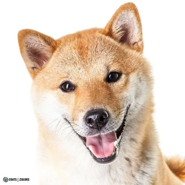 Dog Nose Colors black Shiba Inu