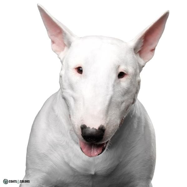 White dog store with long nose