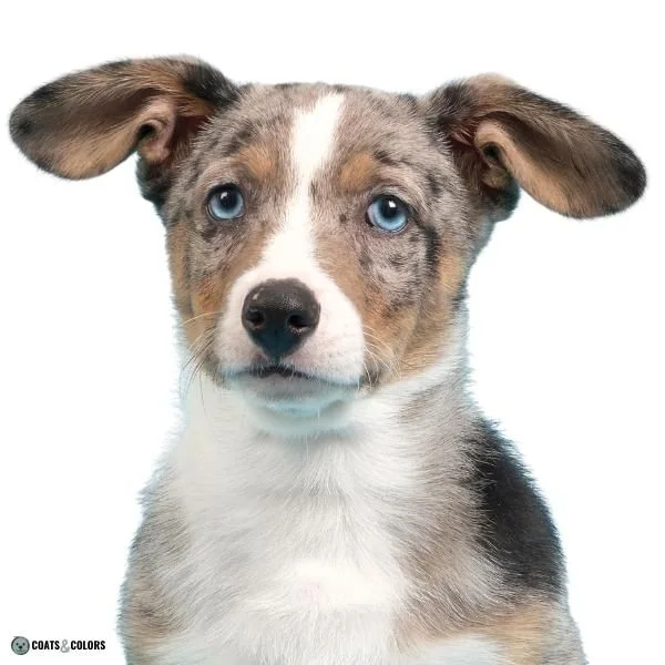 Dog Nose Colors black merle Corgi