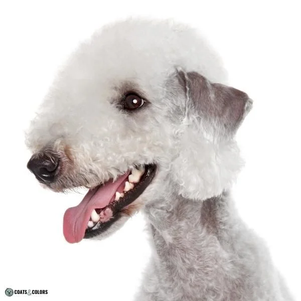 Dog Nose Colors black nose on grey dog