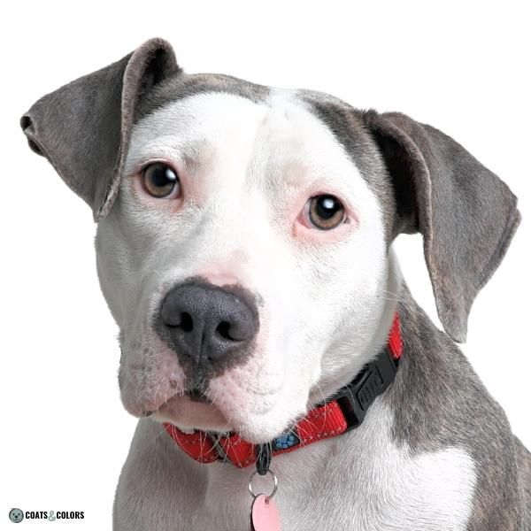 Dog Nose Colors blue AMerican Bulldog