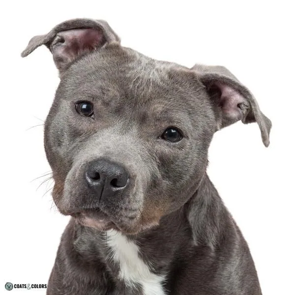 Dog Nose Colors blue Staffordshire Bull Terrier
